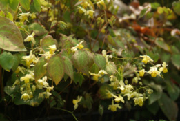 Epimedium x versicolor  'Sulphureum'Elfenbloem bestellen